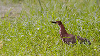 Wall Mural - Rufescent Tiger Heron Animal