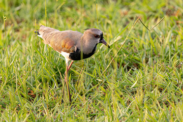 Wall Mural - Adult Southern Lapwing Bird