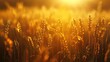 Mature wheat field illuminated by the sun