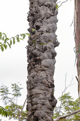 Wall Mural - Macaw Palm Tree