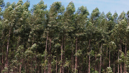 Canvas Print - cultivation of eucalyptus trees