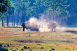 Bisons on a meadow with dust a summer day