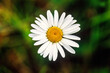 Flowering Ox-eye daisy from above