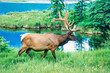 Elk with big antlers walking by a lake  in the wilderness
