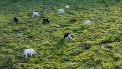 Poster - cattle cows grazing in a field in the late afternoon