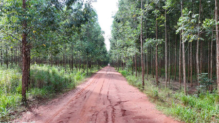 Sticker - cultivation of eucalyptus trees