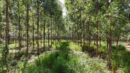 Canvas Print - cultivation of eucalyptus trees