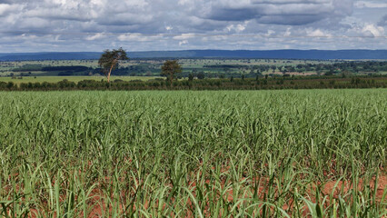 Canvas Print - field sugar cane cultivation