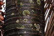 trunk of the buriti palm tree