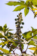 Green Castor Bean Plant