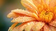 Close up image of a chrysanthemum with water droplets on its petals