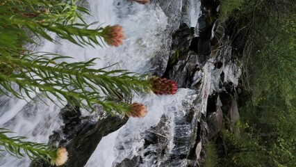 Wall Mural - plant Clementsian semenovii flowers bloom by a mountain river stream in a field in summer. Slow motion vertical