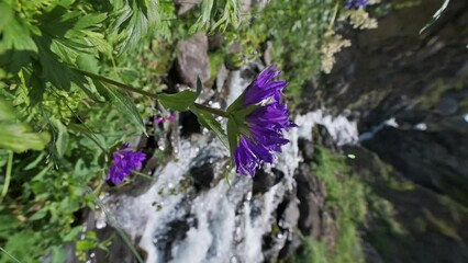 Wall Mural - purple blooming flowers bloom by a mountain river stream in a field in summer. Slow motion vertical
