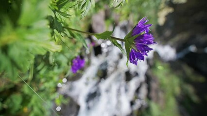 Wall Mural - purple blooming flowers bloom by a mountain river stream in a field in spring. Slow motion vertical