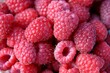 Fresh and sweet red raspberries texture background. Raspberry fruit pile background. Selection of freshly picked ripe organic raspberries pattern. Delicious first class raspberries heap background