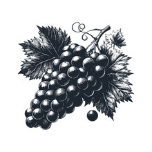 The Grapes Fruit. Black White Vector Illustration.