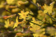 A bright yellow bush in close-up. Genista tinctoria in soft focus. Spring atmospheric natural background. Yellow fragrant flowers bloomed in the garden. A light breeze stirs the branches. Sunlight