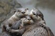 otter grooming each other