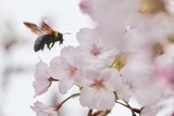 Fototapeta Tęcza - bumble bee in a field