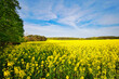 Rapsfeld - Raps - Rapsblüte - Feld - Yellow - Rapeseed - Beautiul - Sky - Background - Concept  - Ecology - Blooming  - Flower - Bloom - Green - Horizon - Wonderful 