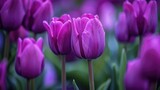 Fototapeta Zachód słońca - Vivid purple tulips in close up during the spring season