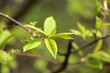 Spring season, young green leaves on a tree branch. Nature waking up in the forest