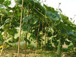 Farmers are cultivating ridge gourd trees with improved technology