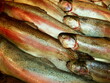 Trout at the fish market. Raw fresh catch of raindow trout as texture background. Macro large pile of whole river or lake fish pattern with ice lined up for sale in supermarket close-up.