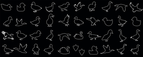 Wall Mural - Hand drawn white line art of ducks, various poses of duck vector on black background. Standing, flying, swimming ducks, detailed feathers, beaks. Simplistic, artistic style