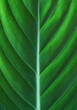 Green leaf with veins macro