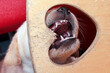 Look at those sharp teeth. A Labrador puppy is chewing on the wood.