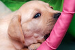 The little blonde Labrador puppy is nibbling on the green-colored play tunnel.