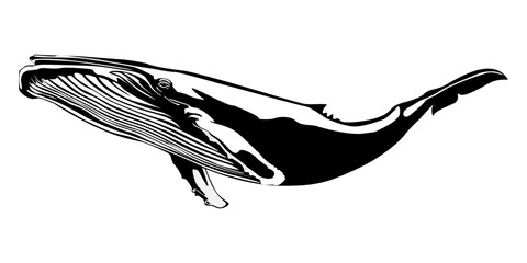 Wall Mural - Vector illustration of a whales . dolphin silhouette isolated on white background.