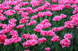 Background pink tulips flowering field pattern. Macro of purple tulip flowers meadow. Many pink fluffy hybrid tulips in garden. Early spring flowerbed floral texture for card or tulip plant wallpaper