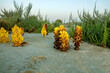 Broomrape Cistanche phelypaea (Orobanchaceae) parasitize on the roots of shrubs and small shrubs. Abu Dhabi desert park at winter. United Arab Emirates