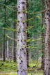 Green moss on fir tree branches in forest