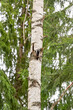Great spotted woodpecker sitting on birch tree
