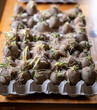 Seed potatoes with eyes and sprouts in egg carton