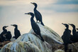 Great cormorant sits at the top on a huge boulder on the shore against the background of the evening sky, like a monument