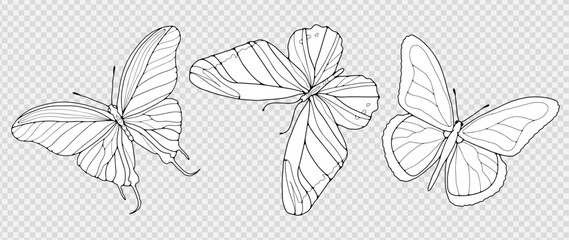 Black outline of hand-drawn butterflies isolated on a transparent background. Silhouettes of butterflies, objects for coloring.