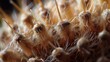 Detailed macro shot of Arctium burdock burrs featuring tiny barbs that cling to the fur of passing creatures.