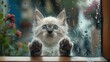 Ragdoll kitten kneading paws on glass, craving cuddles from adoring human outside urban window