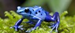 Detailed close up of azureus dart frog dendrobates tinctorius perched on lush green moss