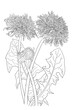 black and white line art illustration of dandelion flowers and leaves on white background
