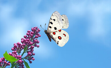Aufkleber - bright apollo butterfly and purple lilac flowers against a blue sky. copy space