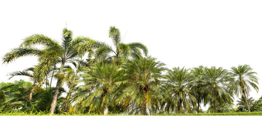 Leinwandbilder - Green shrubs, ornamental plants, gardens or parks. Isolated on transparent background with clipping path and alpha channel.