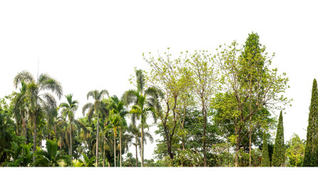 Leinwandbilder - Green shrubs, ornamental plants, gardens or parks. Isolated on transparent background with clipping path and alpha channel.
