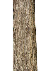 Poster - Trunk of a tree Isolated On transparent Background.