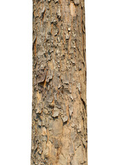 Fototapete - Trunk of a tree Isolated On transparent Background.