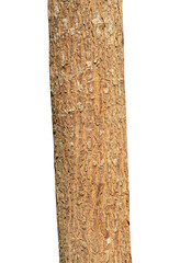 Aufkleber - Trunk of a tree Isolated On transparent Background.